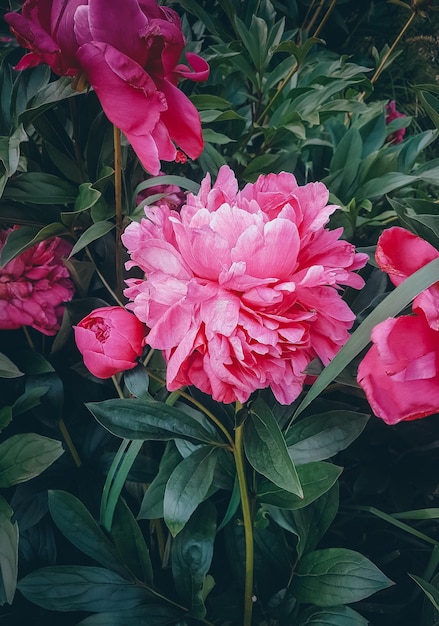 Peonies in flowerbed, Pink Summer flowers