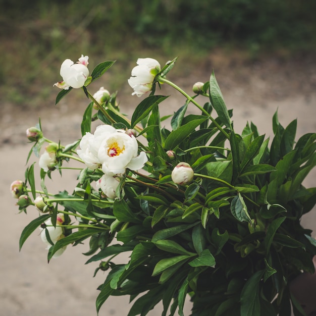 Peonies flowers