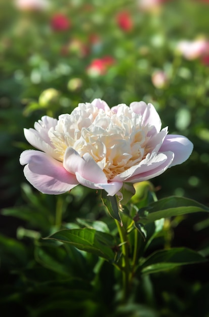 Peonies in the garden