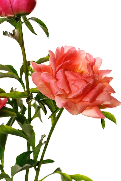 Peonies isolated on white background Isolated