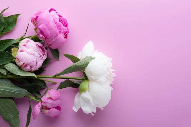 Foto peonie su uno sfondo rosa. copia spazio.