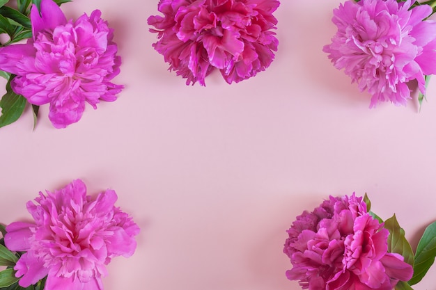 peonies on a pink background. Copy space