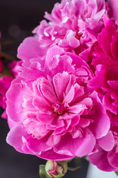 Peonies. Purple peonies flowers summer blossom