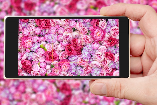 Foto peonie sullo schermo dello smartphone