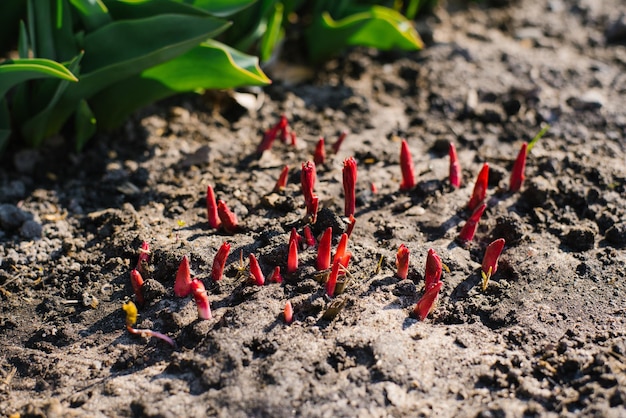 Peonies sprouts in early spring garden