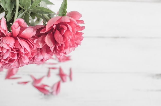 Photo peonies on white