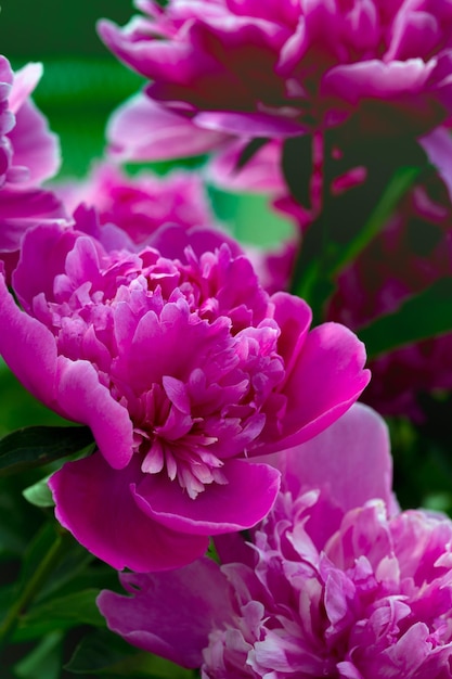 Peonies