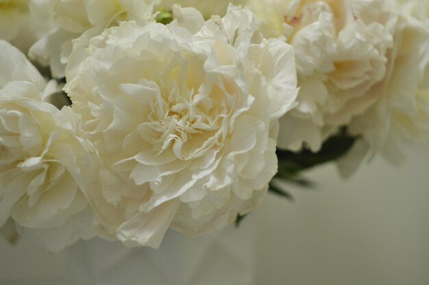 Photo peonies