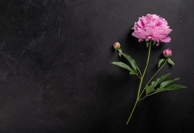 Peony bloem op een zwarte achtergrond