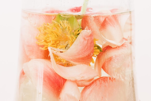 Peony bloemblaadjes ondergedompeld in water met luchtdruppels in glazen transparante vaas close-up Kunst en esthetische creatieve foto Abstracte roze en witte achtergrond Mooie bloem onder water