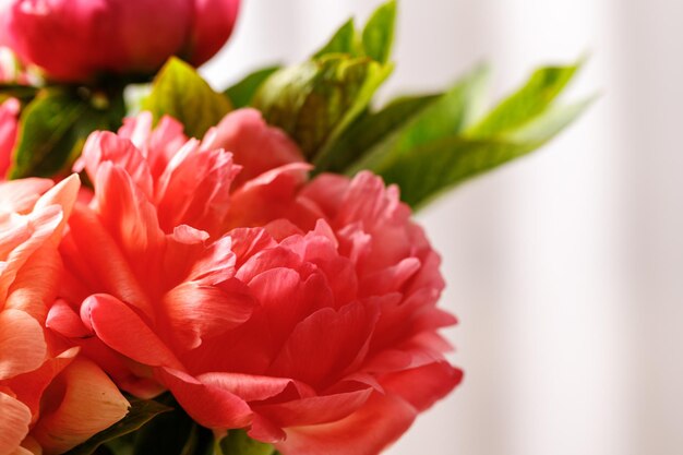 Peony bloemen close-up op lichte achtergrond