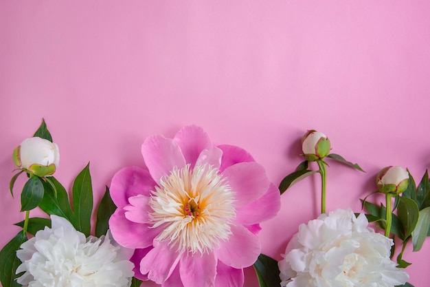 Peony bloemen takken bladeren en bloemblaadjes met ruimte voor tekst op een roze achtergrond Peony bloem textuur Plat lag bovenaanzicht