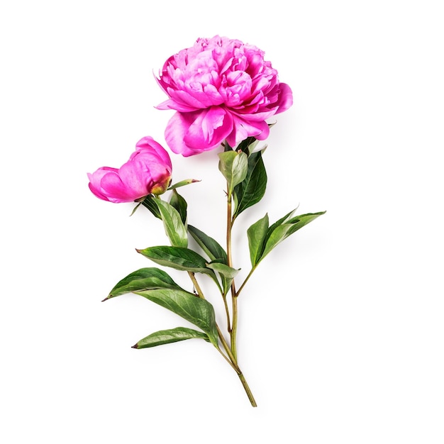 Peony bloemen