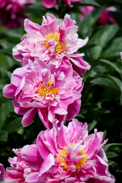 Peony bloemen