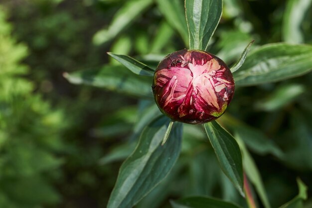 A peony bud is preparing to bloom in the garden.