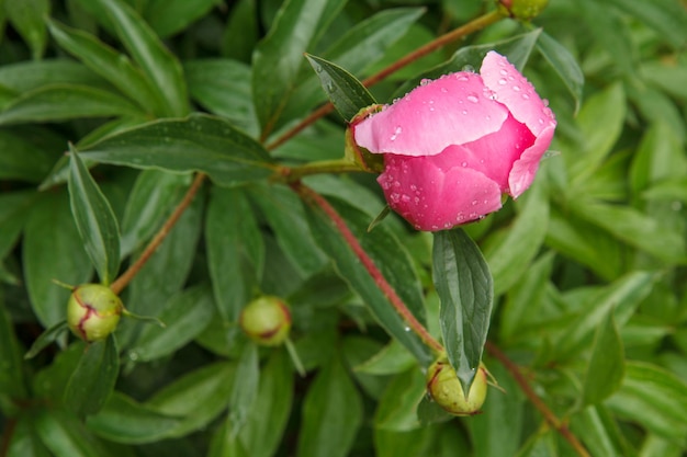 Peony bud on stem with leaves on blurred background