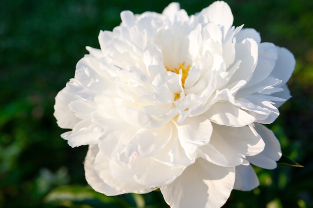 Peony bud in sunshine on foliage