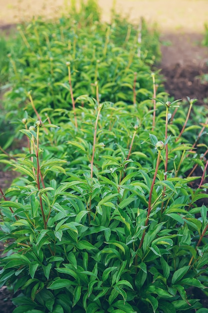 Peony buds growing in the garden. Garden.