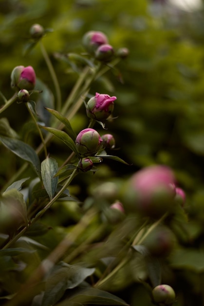 peony buds peony flowers background flowers green pink peony