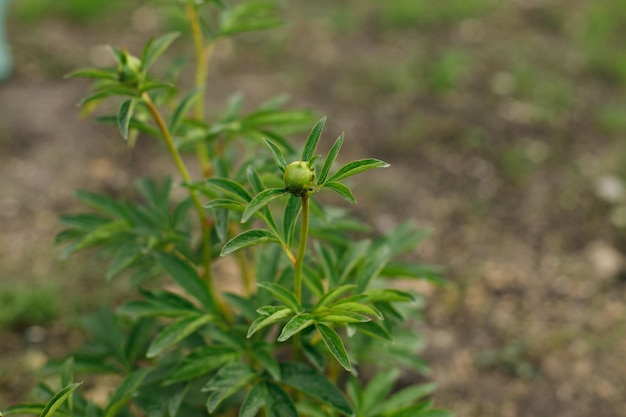 Peony bush in countryside garden Peony stem with buds Biodiversity and landscaping garden flower beds