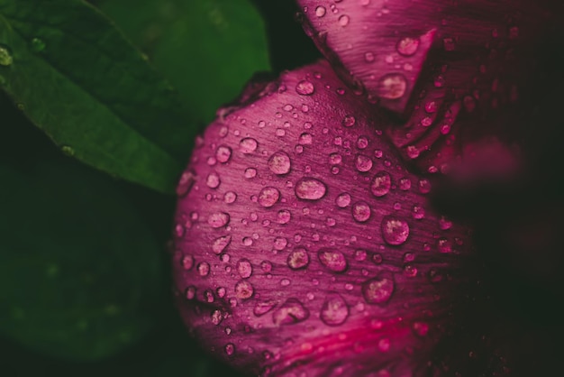 Peony flower background