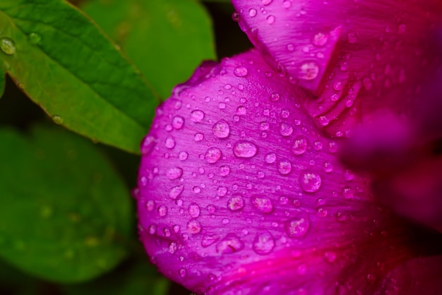 Peony flower background