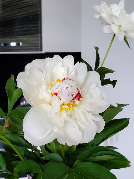 Peony flower in a bouquet in the room