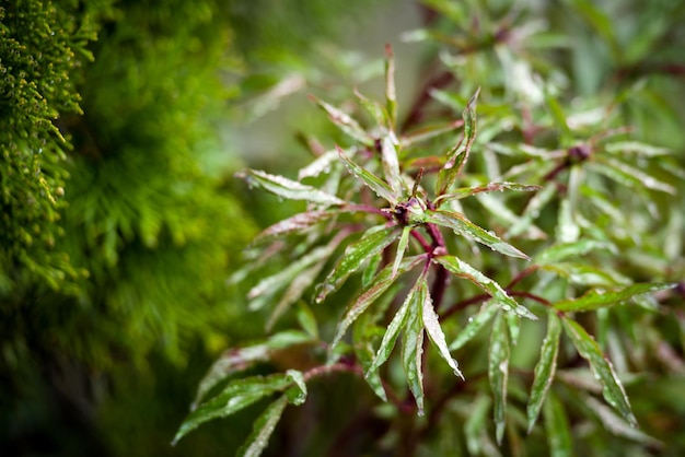 Photo peony flower bush with buds after rain