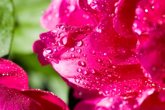 水滴と牡丹の花