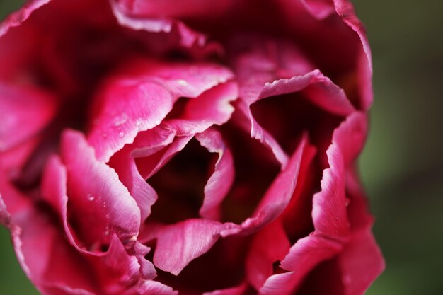 Peony flower