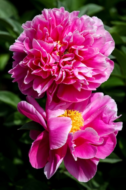 Peony flower