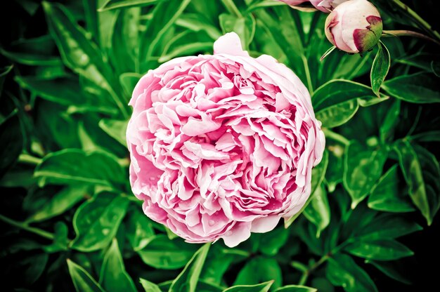 Peony flower