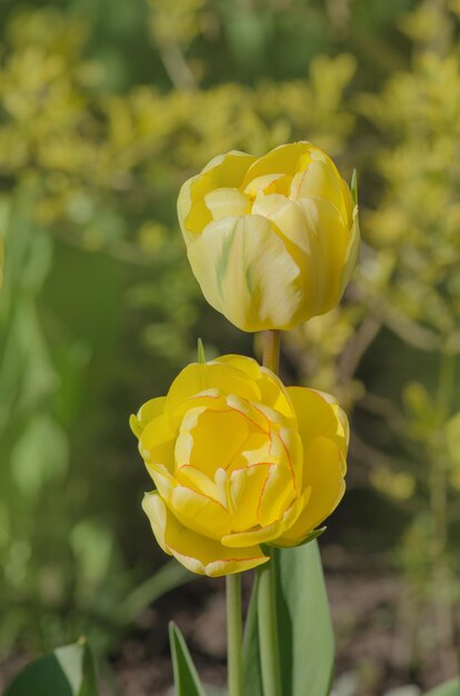 모란 꽃이 만발한 노란 튤립 Tulip Apeldoorn의 이중 아름다움 노란색과 황금빛 오렌지 튤립의 밝은 톤