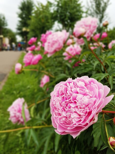 Peony flowers blooming in garden