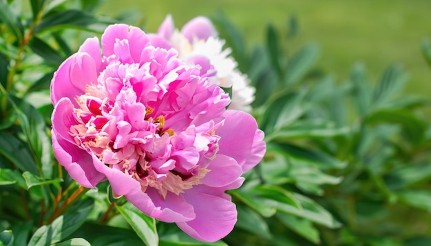 Photo peony flowers closeup of photo in the garden with copy space