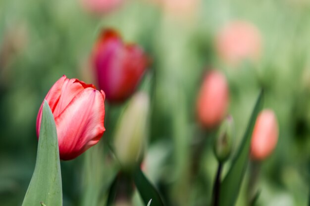 Peony flowers in the field