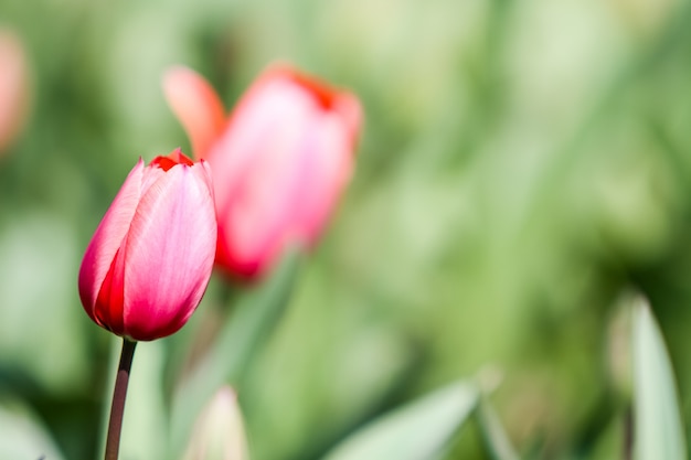 フィールドの牡丹の花