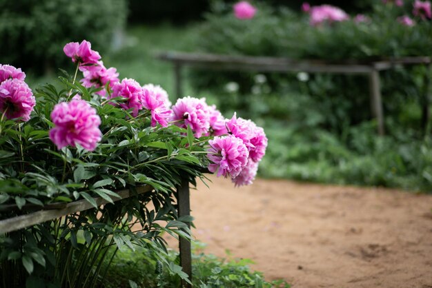 Peony flowers in the garden