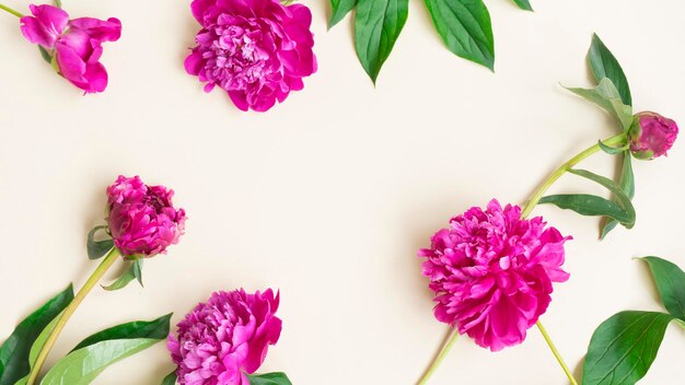 Peony flowers on a light background