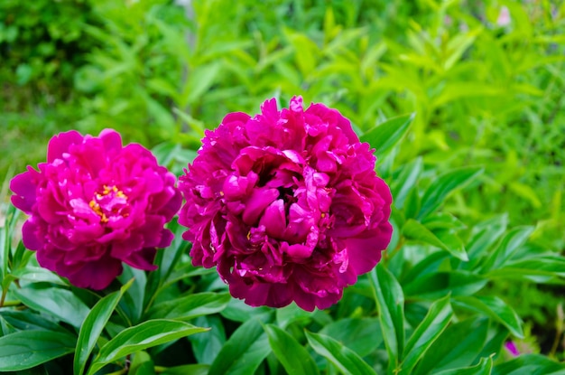 Peony flowers on a summer day in the garden.