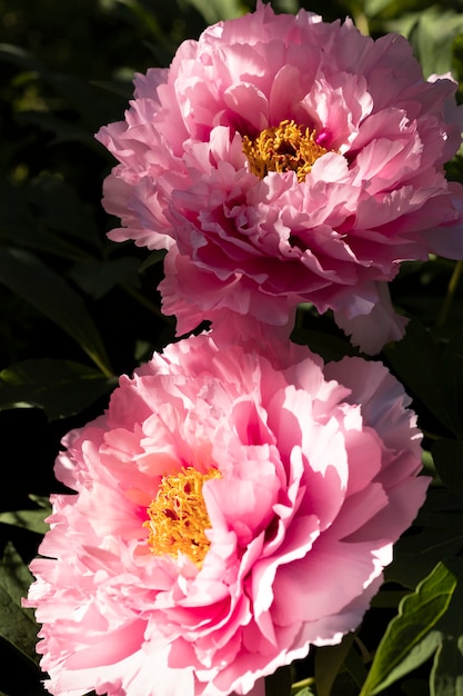 Peony flowers in the sun rays in the garden.