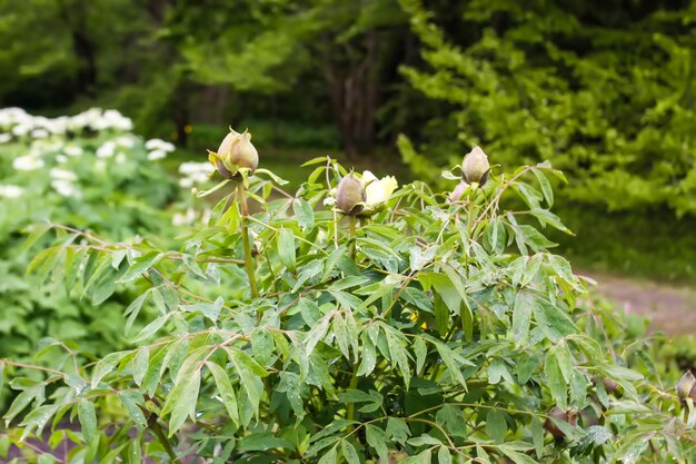 春の庭にテリーの花びらを持つ牡丹の花