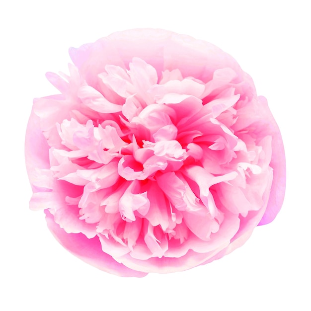 Peony head flower isolated on white background Floral pattern object Flat lay top view