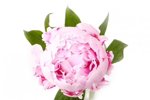 Peony isolated  light pink