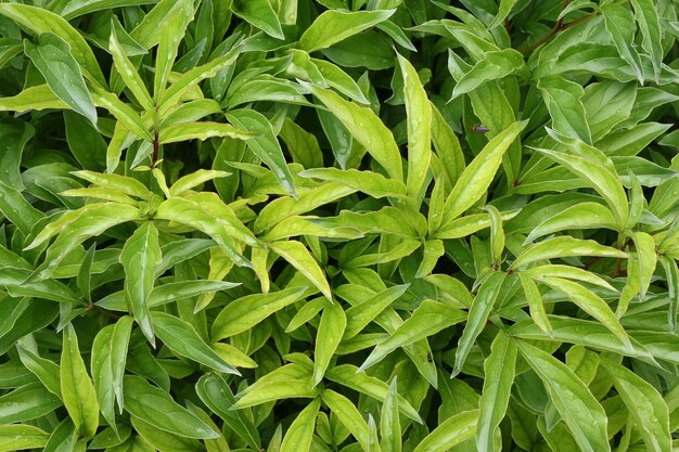 Peony leaves