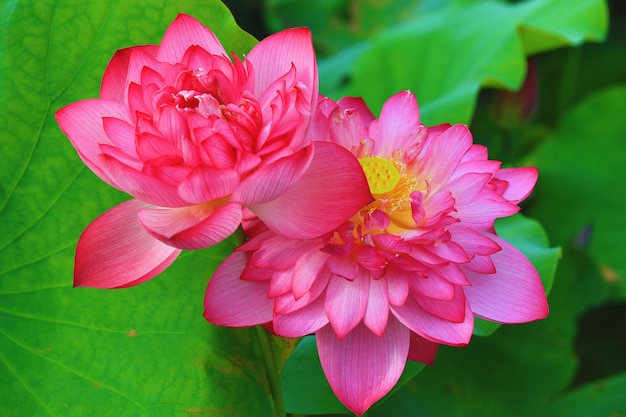초록색 잎과 함께 피오니 로터스 꽃은 연못에서 꽃을 피우는 분홍색 피오니 호랑이 꽃을 닫습니다.