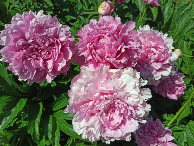 Peony Macro photo of pink peony Big pink flower in summer garden Summer nature Peony bloom Peonies blossoming peonies blooming Closeup photo of flower Wallpaper with pink spring flowers peony