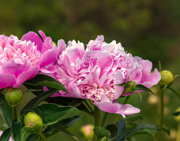 牡丹（牡丹）は、牡丹科の植物の属です。多年生植物