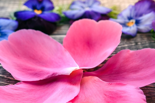 Peony petals closeup wooden background