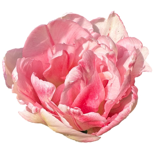 Peony pink tulip flowers white background